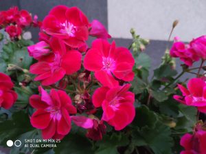 Ukázková fotografie do recenze Xiaomi Mi Mix 2s