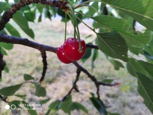 Ukázková fotografie do recenze Xiaomi Mi Mix 2s