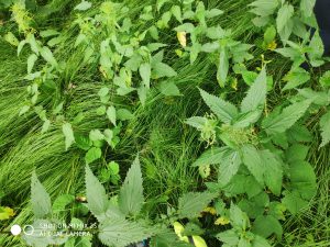 Ukázková fotografie do recenze Xiaomi Mi Mix 2s