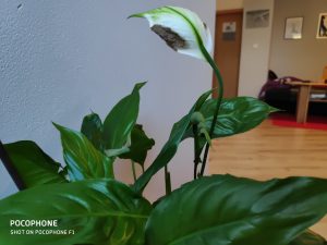 Ukázková fotografie do recenze Poco F1