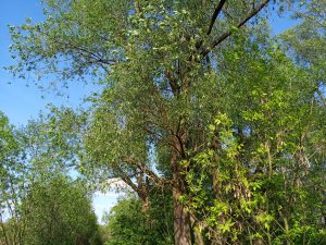 Ukázková fotka v rámci recenze Xiaomi Mi Play