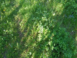 Ukázková fotka v rámci recenze Xiaomi Mi Play