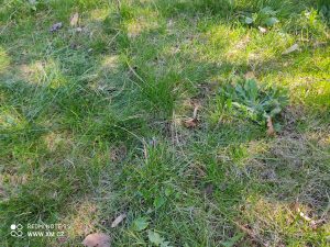 Ukázkové foto do recenze Redmi Note 9S