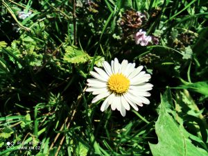 Ukázkové foto do recenze Redmi Note 9S